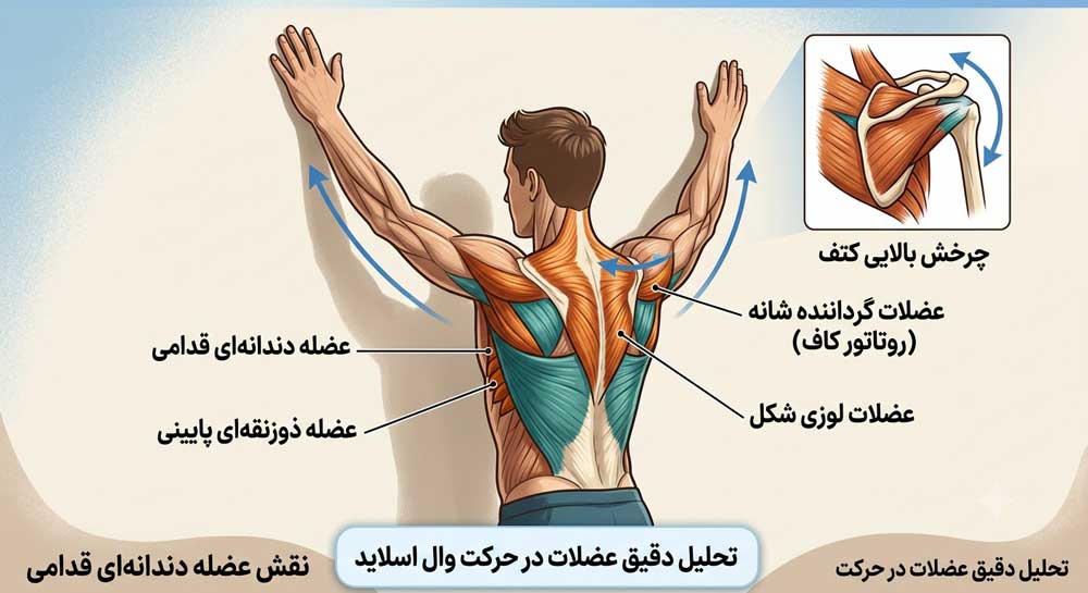 حرکت وال اسلاید